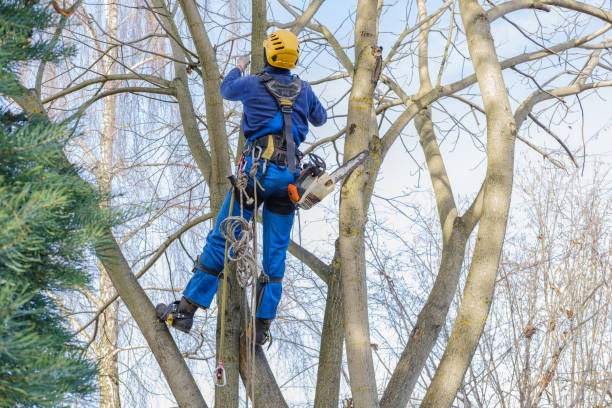 Best Tree Risk Assessment  in Evart, MI