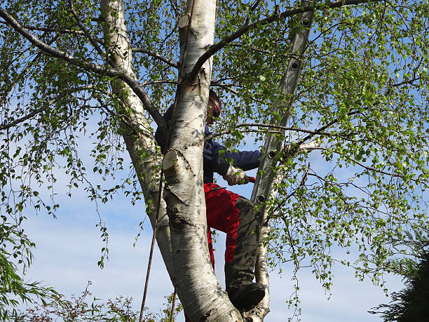 Professional Tree Services in Evart, MI