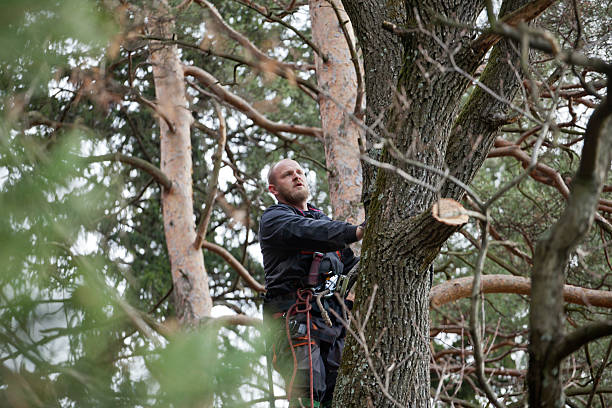 Best Tree Preservation Services  in Evart, MI