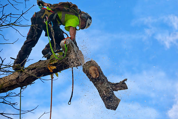 How Our Tree Care Process Works  in  Evart, MI